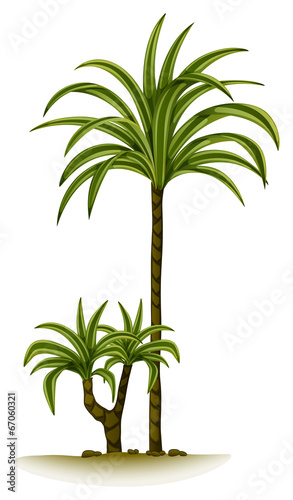 A palm tree