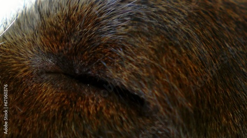 Wallpaper Mural Beautiful Eye of a Cute Dog. Close up. Macro. Torontodigital.ca