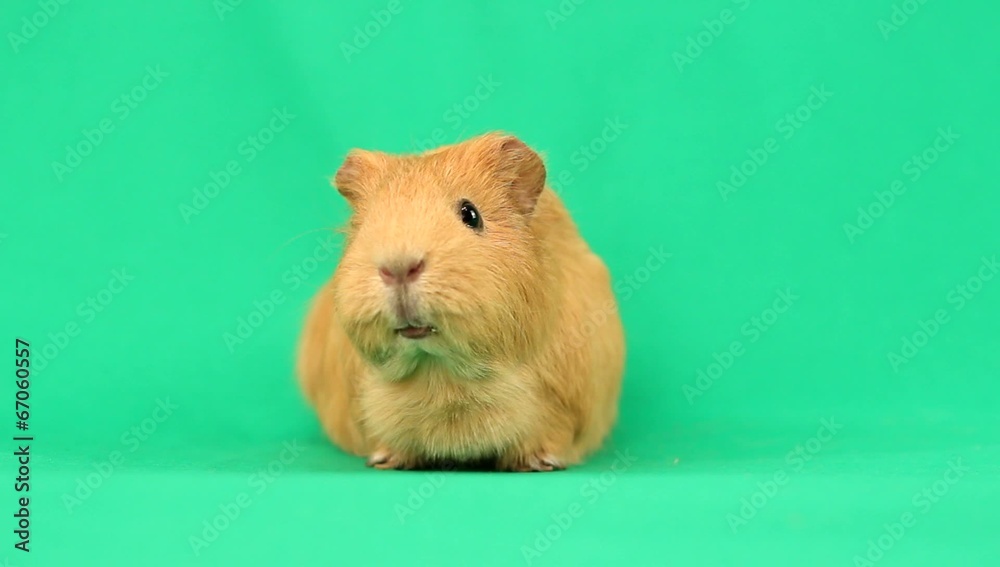 funny guinea pig talking on a green screen