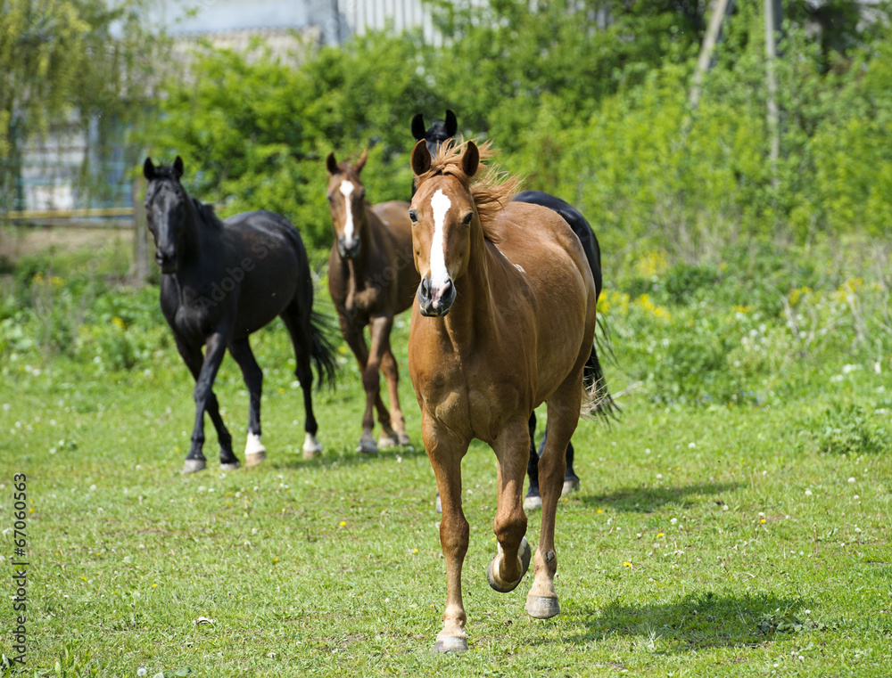 Horses in meadow