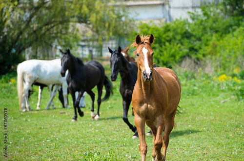 Horse in meadow. Summer day