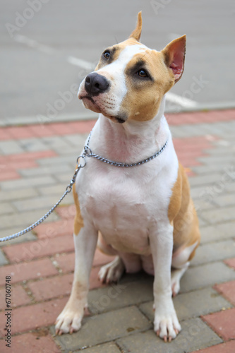 Fototapeta Naklejka Na Ścianę i Meble -  domestic dog American Staffordshire terrier breed