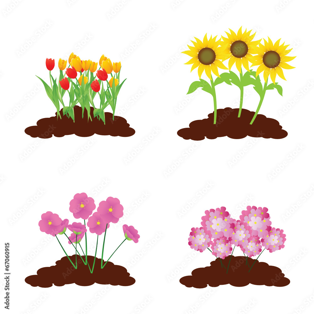 Flores