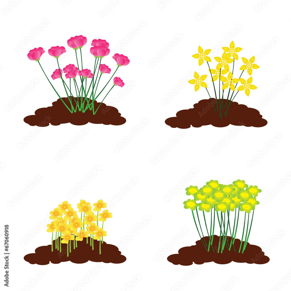 Flores