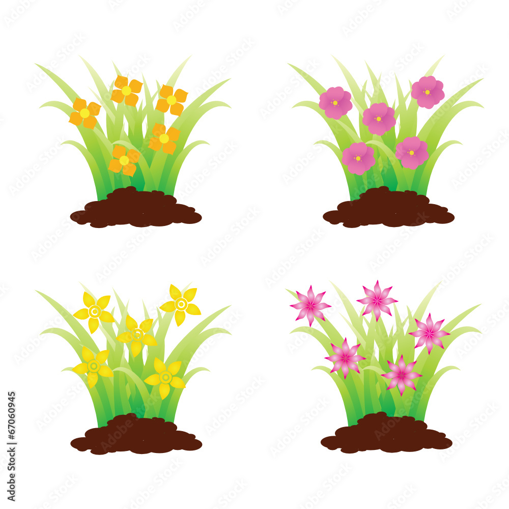 Flores