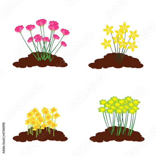 Flores