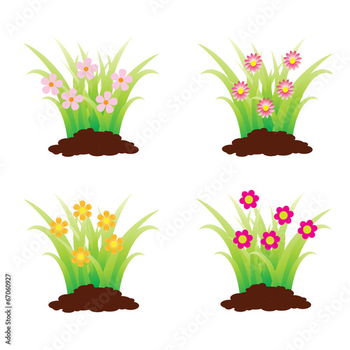 Flores
