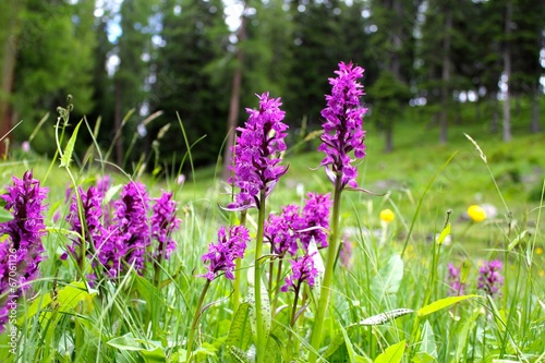 Dactylorhiza Majalis