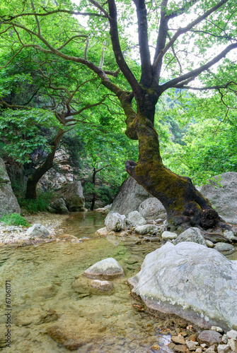 Old tree and crystal clear creek water