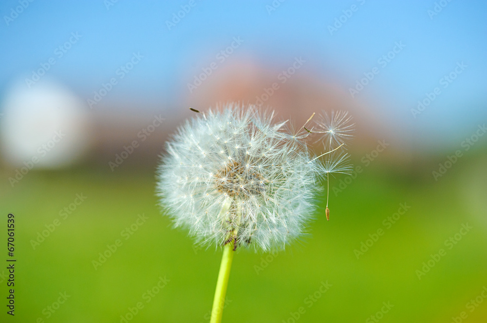 Naklejka premium dandelion on the green background