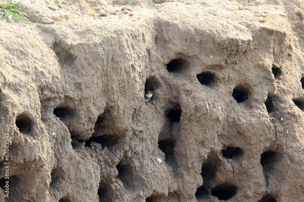 Sand Martin (Riparia riparia) nesting in North China Sand Martin (Riparia riparia) nesting in North China