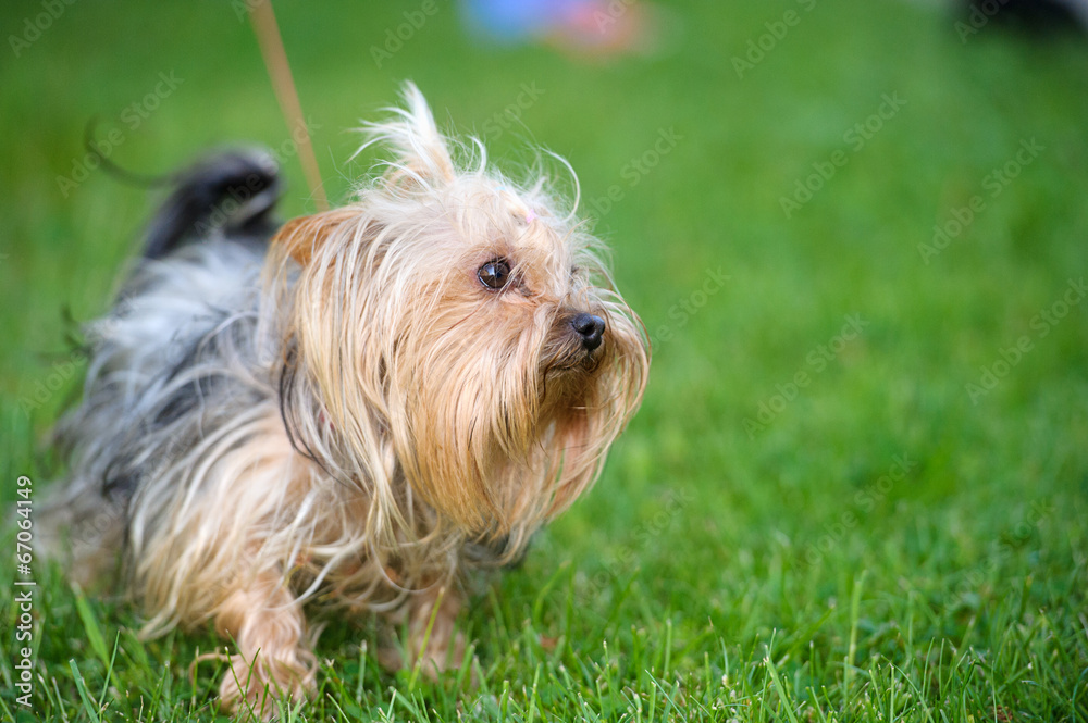 Funny dog Funny dog
