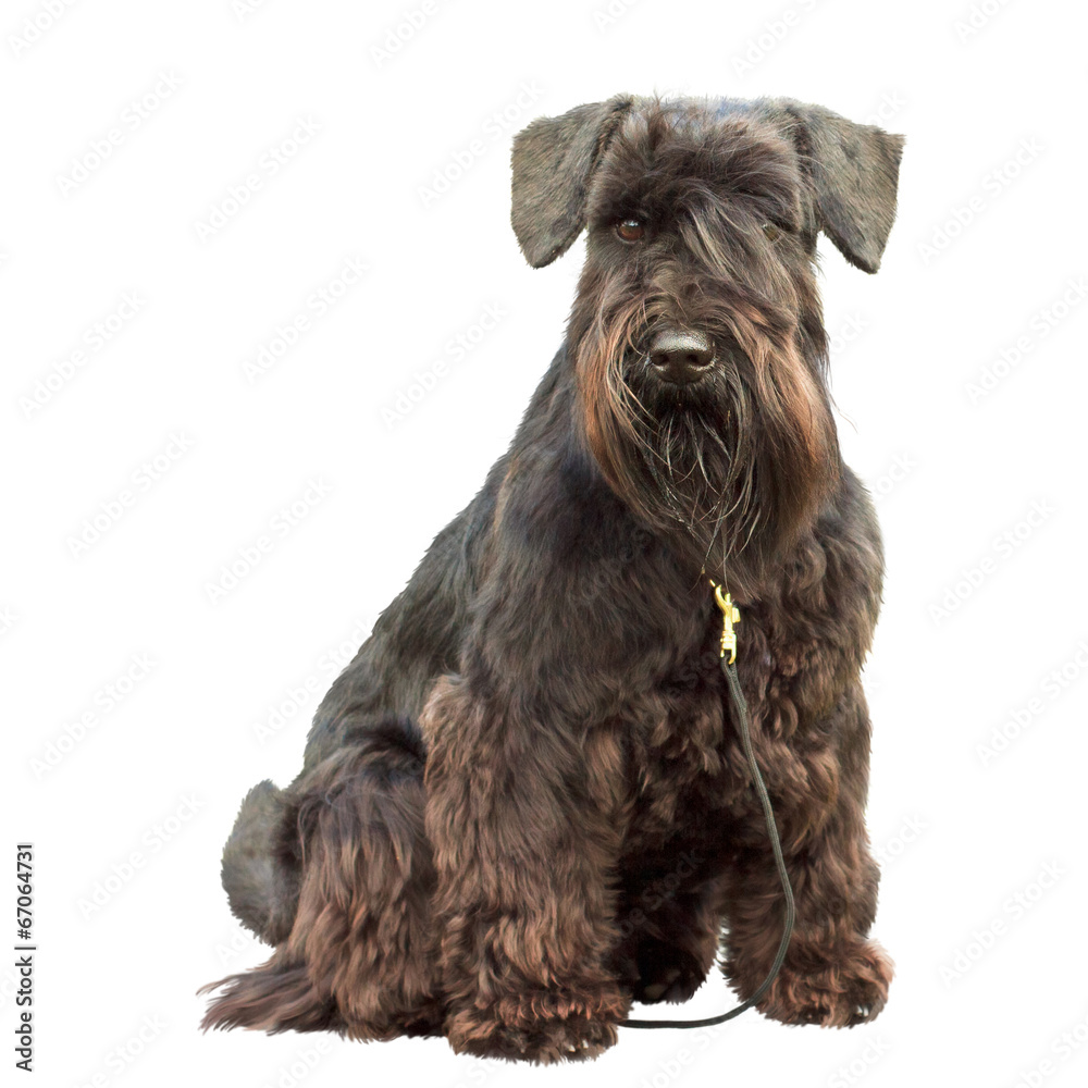 portrait of a thoroughbred dog Black Miniature Schnauzer