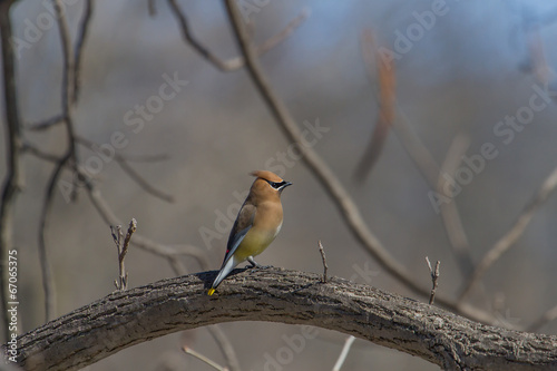 Cedar Waxwing photo