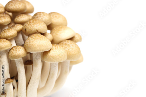Shimeji Mushroom (Hypsizygus marmoreus)