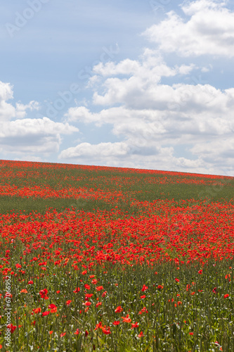Poppy field © Andrew