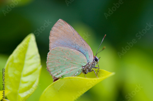 Butterfly © willbrasil21