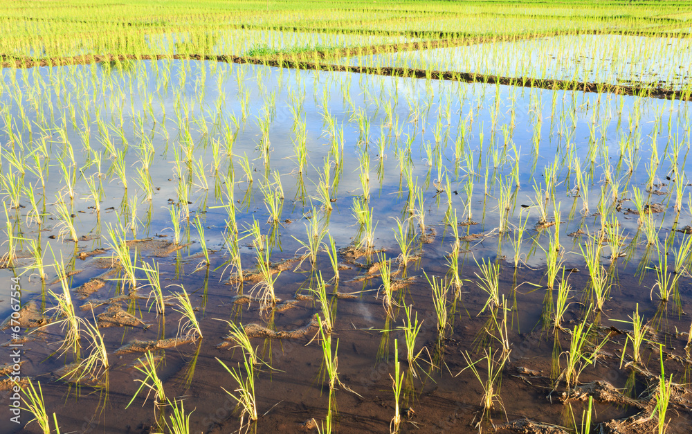 Fototapeta premium Young rice fields