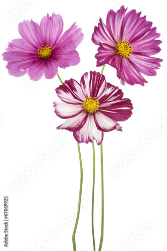 Fototapeta Naklejka Na Ścianę i Meble -  cosmos flower