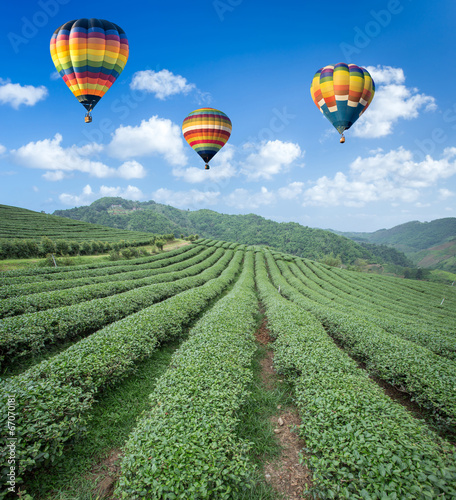 Hot air balloon over Tea plantation with blue sky background