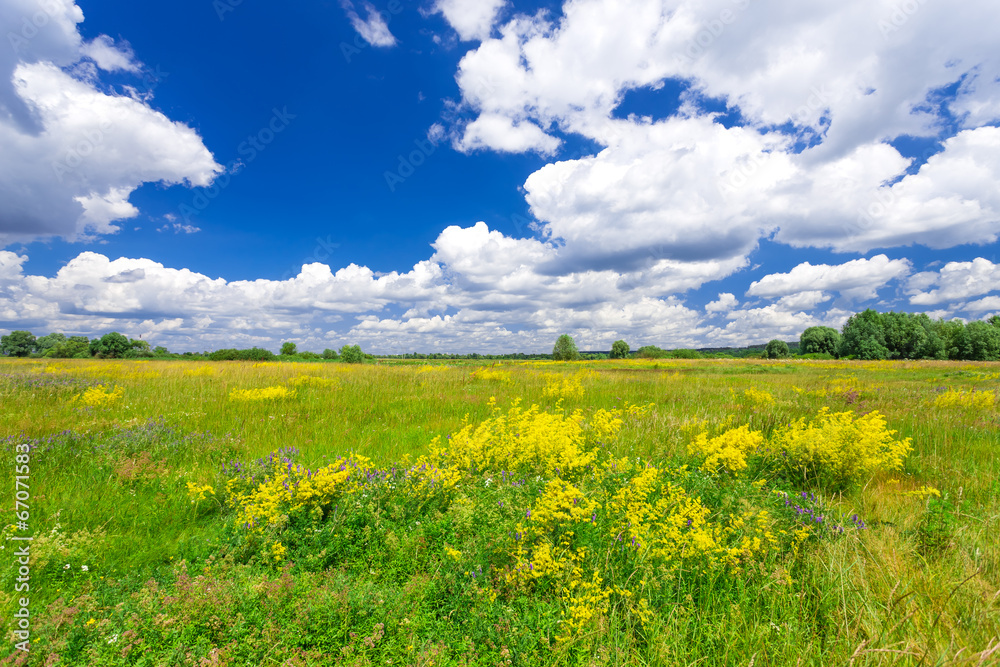 Obraz premium Summer landscape