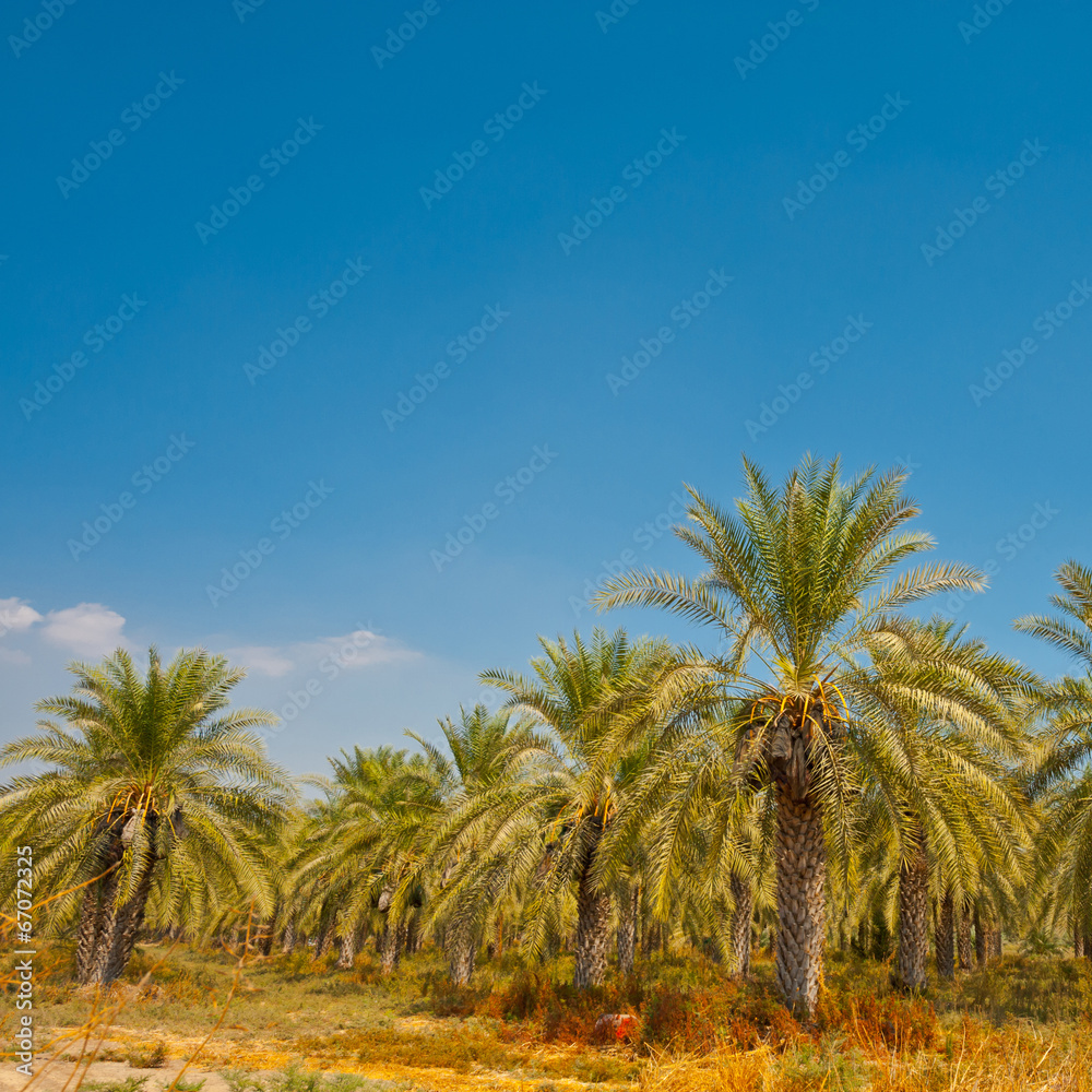 Date Palms Date Palms