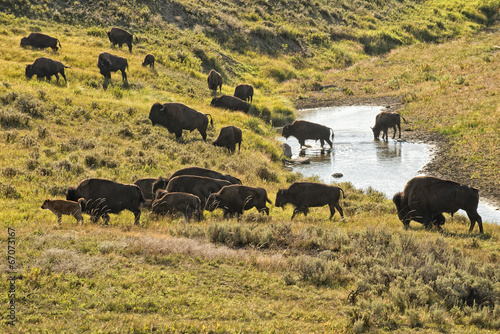 Buffalo Bison while crossing a creek in Lamar Valley Yellowstone photo