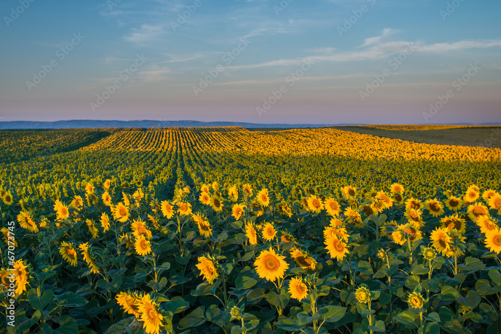 sunflowers