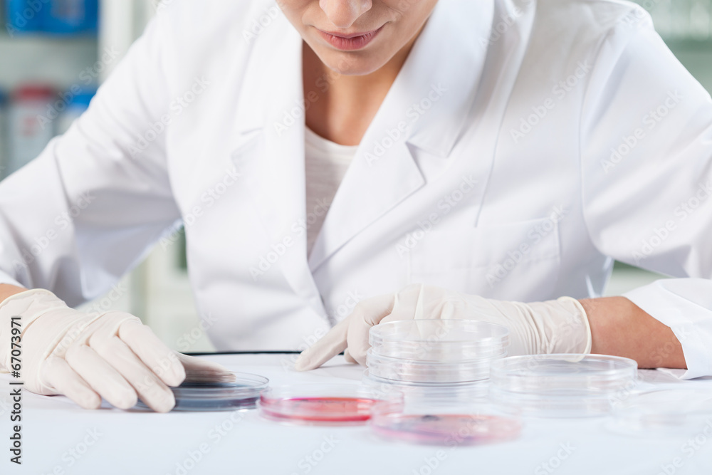 Scientist checking Petri dishes Scientist checking Petri dishes