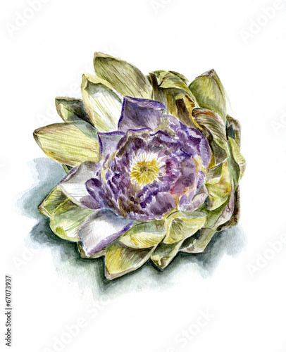 ripe artichoke flower front, isolated, watercolor