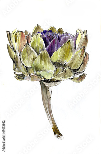 ripe artichoke flower in profile, isolated, watercolor