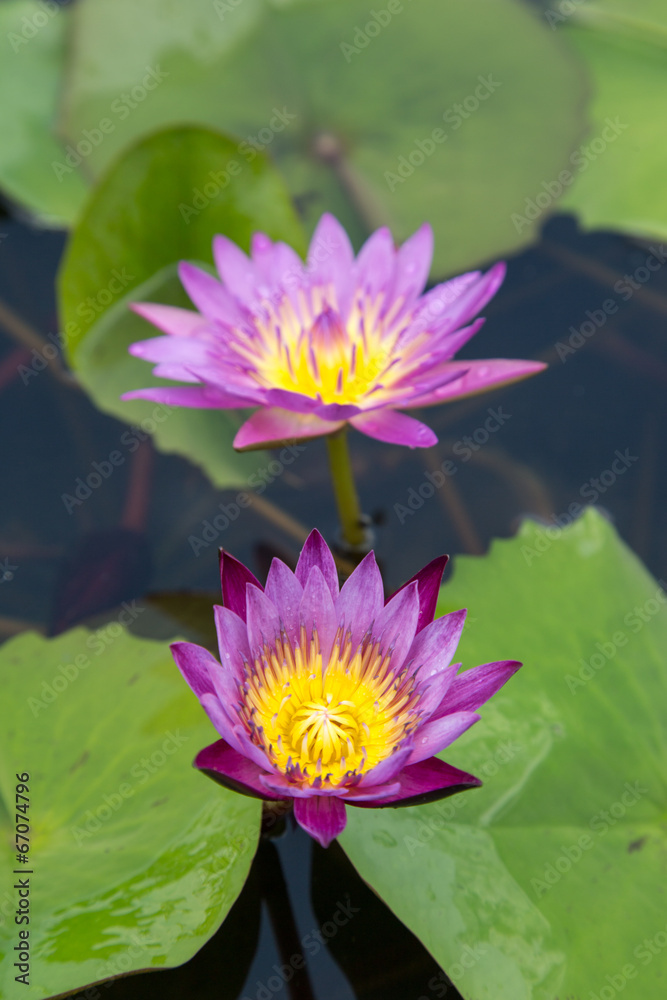 purple lotus