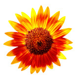 Beautiful decorative sunflower