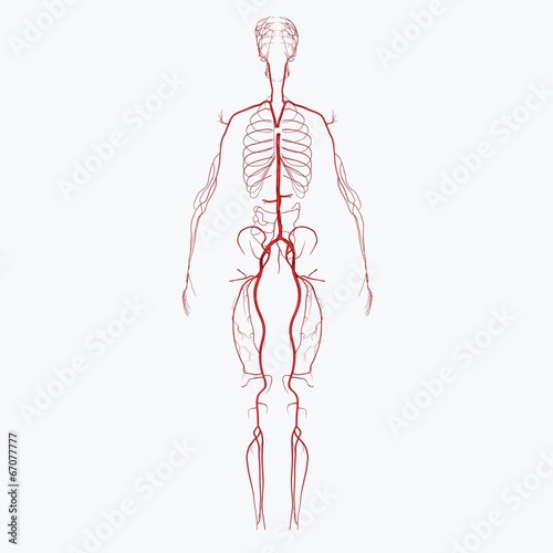 Arteries photo