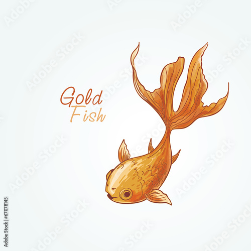 goldfish