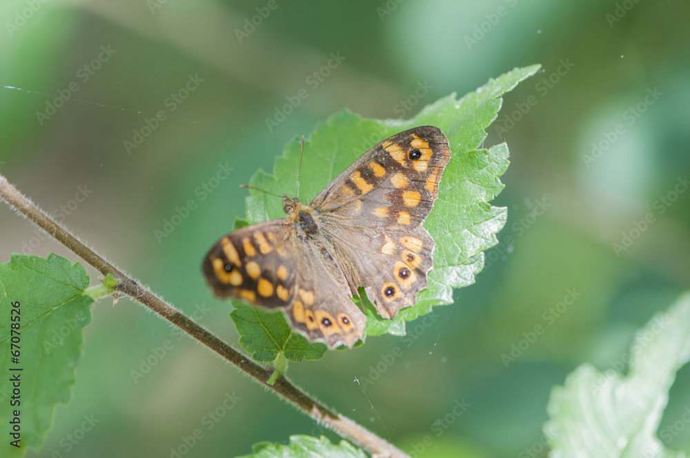 Obraz premium butterfly on a green leaf