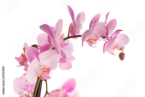 Fototapeta Naklejka Na Ścianę i Meble -  Beautiful pink orchid