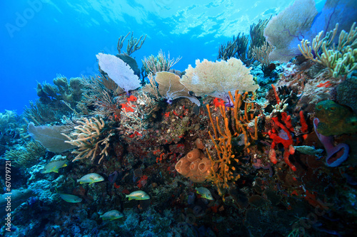 Colorful tropical coral reef in the caribbean sea #67079721