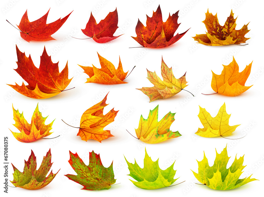 Isolated leaf collection. Colorful autumn maple leaves isolated on white background - obrazy, fototapety, plakaty 