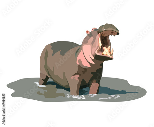 hippopotamus