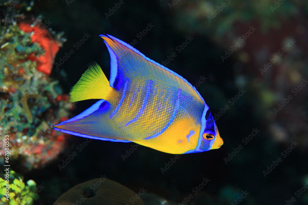 Juvenile Queen angelfish Juvenile Queen angelfish