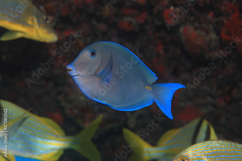 Blue tang surgeonfish photo