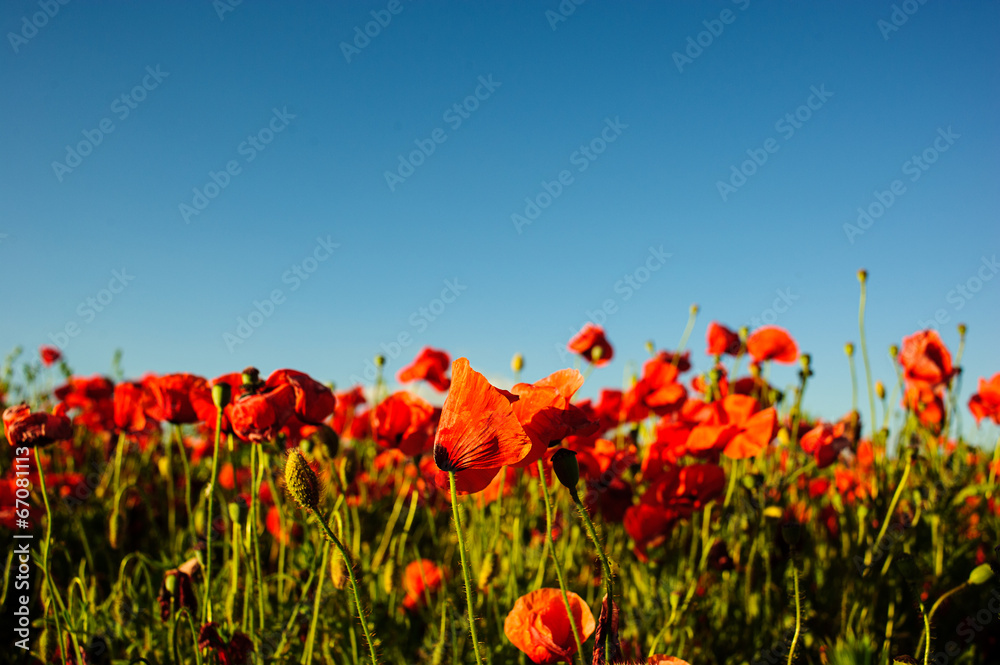 beautiful bright red poppy flowers with blue sky in background