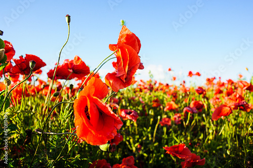 beautiful bright red poppy flowers with blue sky in background