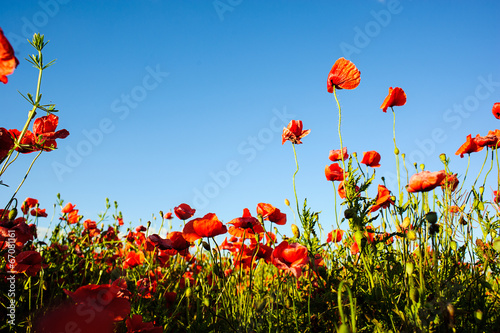 beautiful bright red poppy flowers with blue sky in background