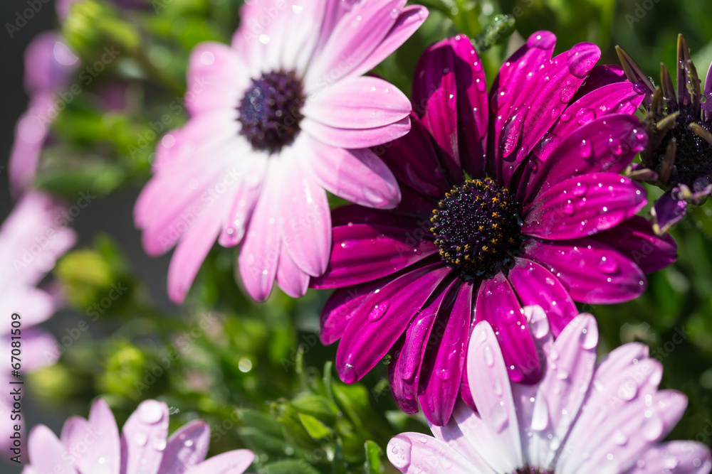 Obraz premium デイジー