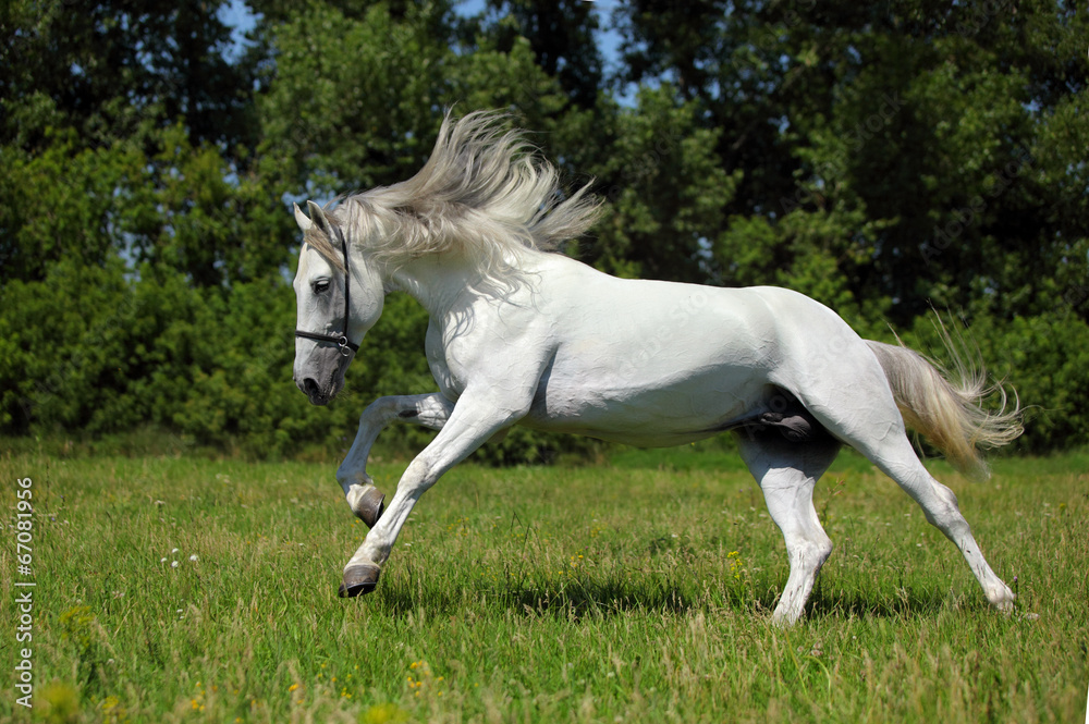 Wild white horse with long mane