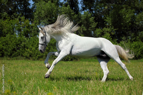 Wild white horse with long mane