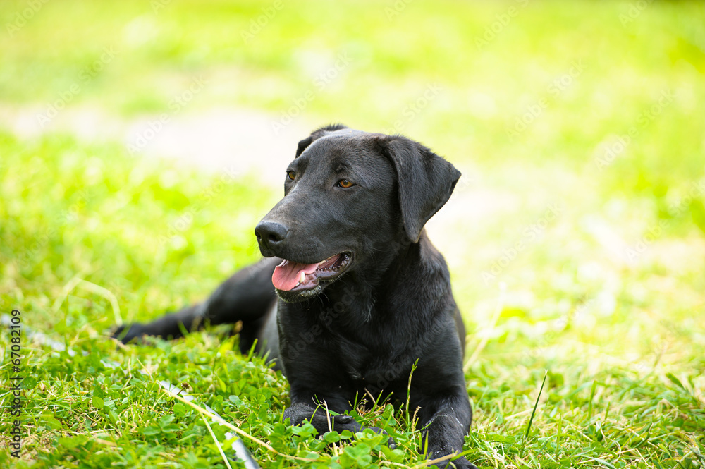Black Dog Black Dog