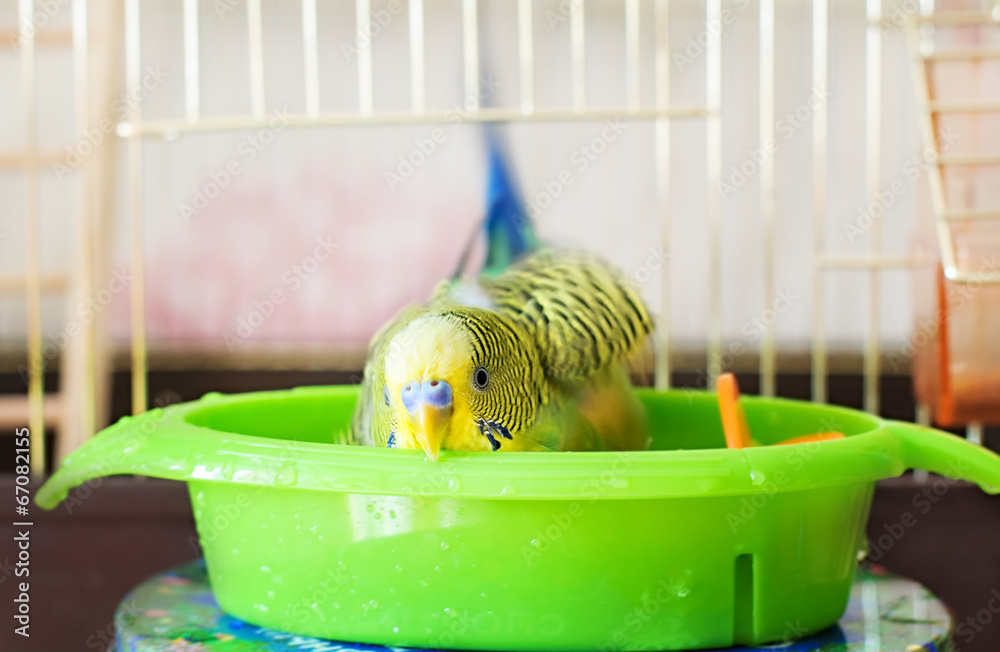Obraz premium bathed budgerigar parrot